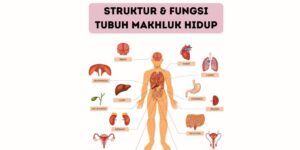 belajar struktur & fungsi tubuh makhluk hidup di tutorindonesia menyediakan harga guru privat ke rumah, les privat bekasi, jasa les privat, biaya les sd per bulan, biaya les privat sd, biaya les privat per bulan, biaya les privat jakarta, biaya les privat per hari, biaya les privat, harga les privat, biaya les rumahan, biaya les privat untuk anak tk, Les Privat TK, guru privat bahasa inggris, tutor privat